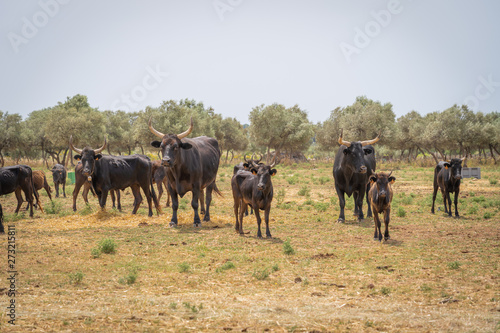Fototapeta Naklejka Na Ścianę i Meble -  Saint-Bres, France - 06 06 2019: Herd of Camargue bulls