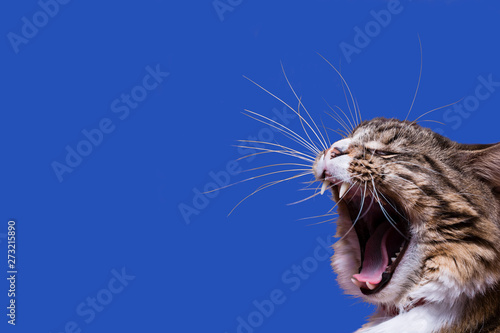 A yelling cat head profile with long whiskers on a blue background