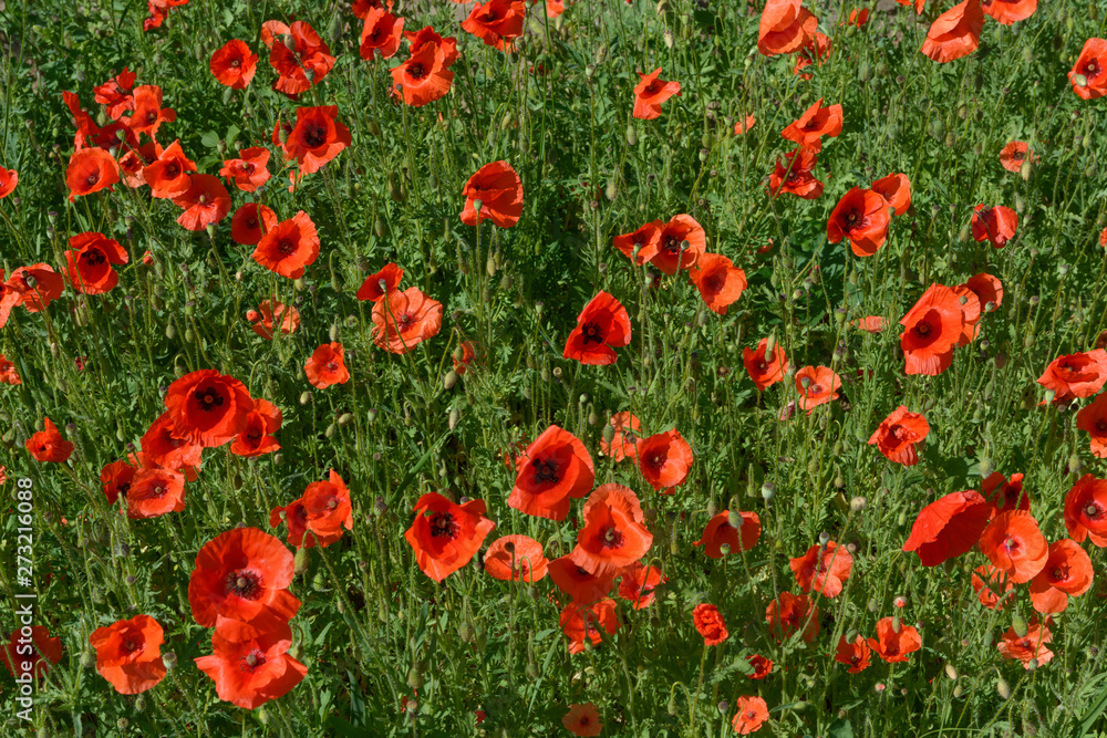 Naklejka premium Many bright scarlet poppies on green background.