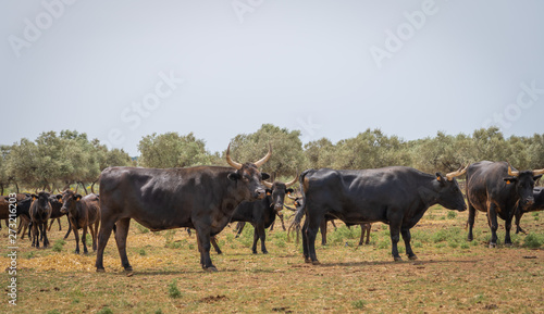 Saint-Bres, France - 06 06 2019: Herd of Camargue bulls