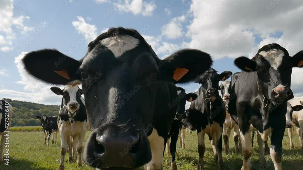 The Herd of Holstein Milk Cows Grazing on Pasture During Warm Sunny Day in the Summer. The Flies Sitting on the Animals Body The Herd of Holstein Milk Cows Grazing on Pasture During Warm Sunny Day in the Summer. The Flies Sitting on the Animals Body