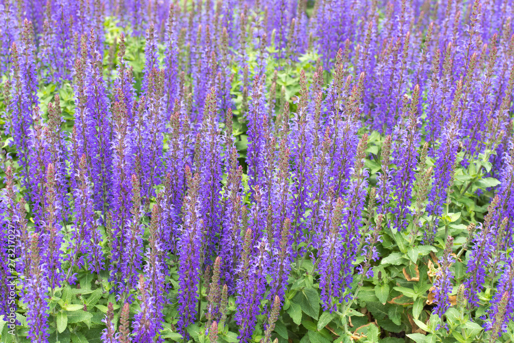 Fototapeta premium Lavender flower closeup. Lavander background. Field of lavander flower.