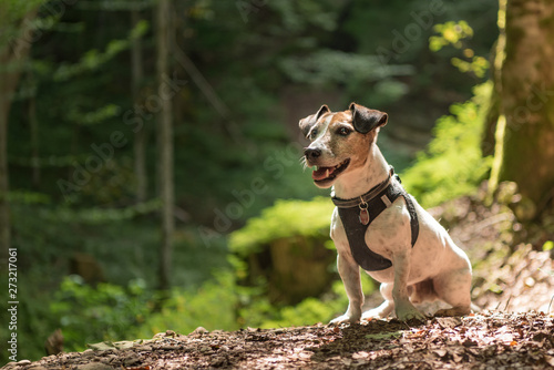 Konstfotografi Small old  funny Jack Russell Terrier dog is sitting obediently in a sunny fores