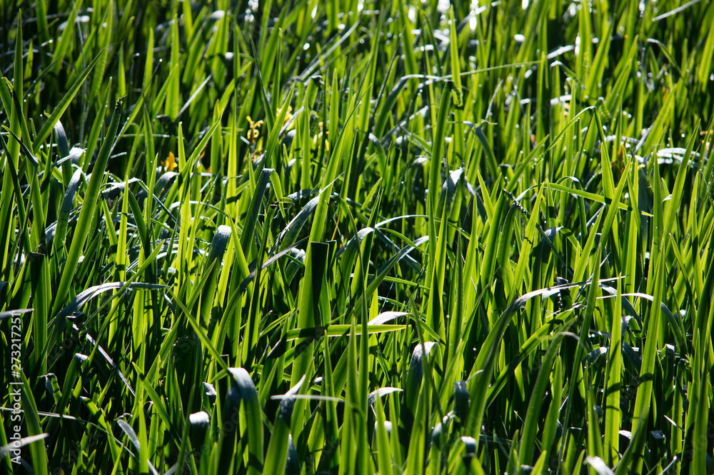 Obraz premium dew on long grass