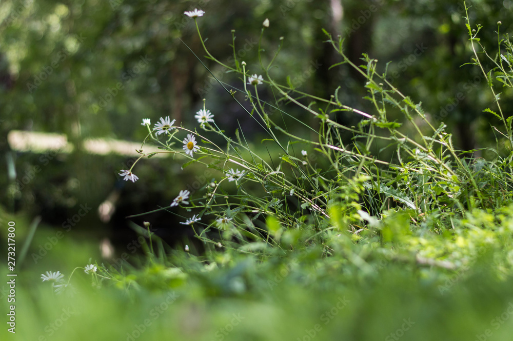 dew on grass dew on grass