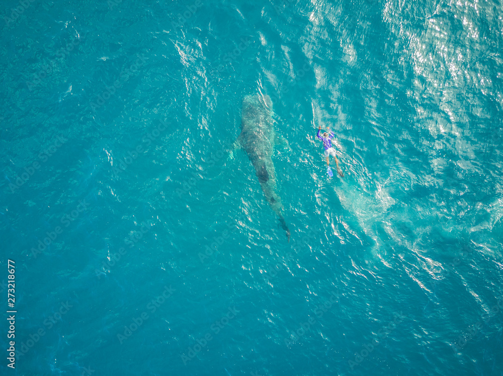Aerial view of a man swimming with the Whale sharks on Mafia Island, Tanzania. Aerial view of a man swimming with the Whale sharks on Mafia Island, Tanzania.