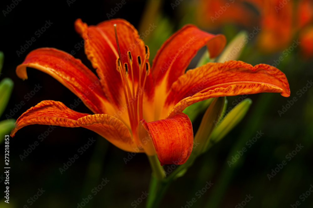 Lilium bulbiferum blossom flower close-up photo Lilium bulbiferum blossom flower close-up photo