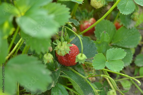 Juicy sweet strawberries in the garden.