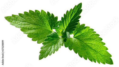 Photos Catnip leaves n. cataria, paths