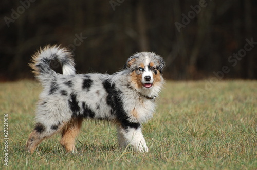 Australian Shepherd Welpe