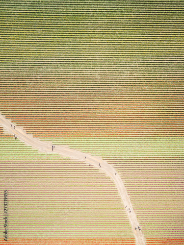 Aerial view of tulips fields in Mount Vernon, Washington, USA.