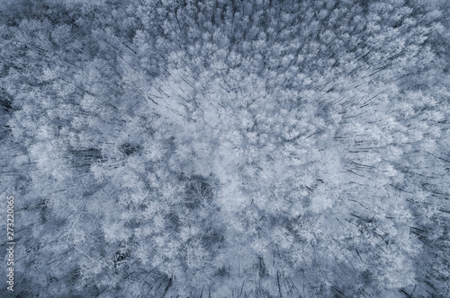 Snowy and abstract frozen forest landscape in Estonian winter. photo