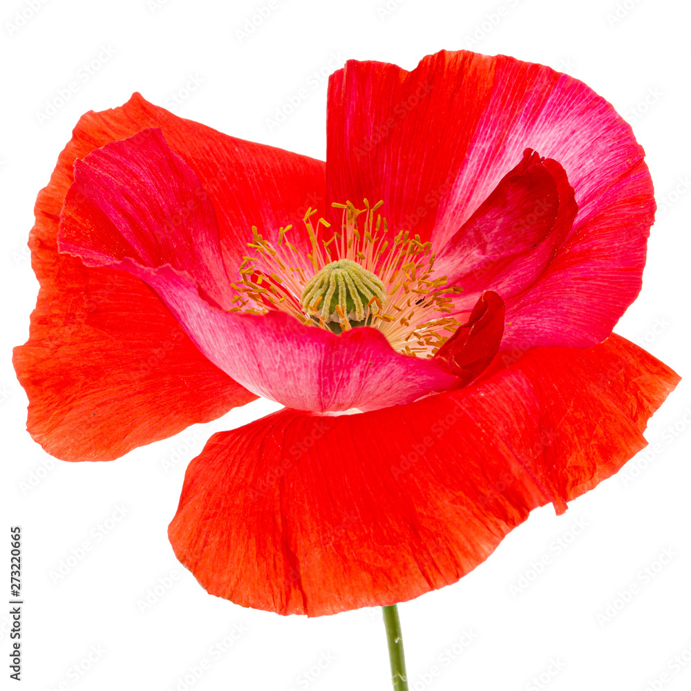 Flower of red poppy, lat. Papaver, isolated on white background