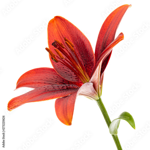 Beautiful flower of asian lily, isolated on white background