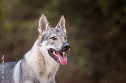 Tschechoslowakischer Wolfhund in der Natur