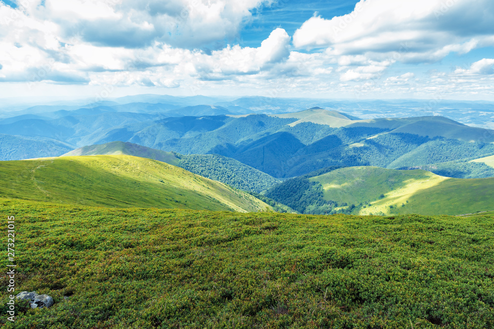 grassy hills and slopes of carpathians.  beautiful summer mountain landscape on a sunny day with clouds on the blue sky. bright afternoon weather