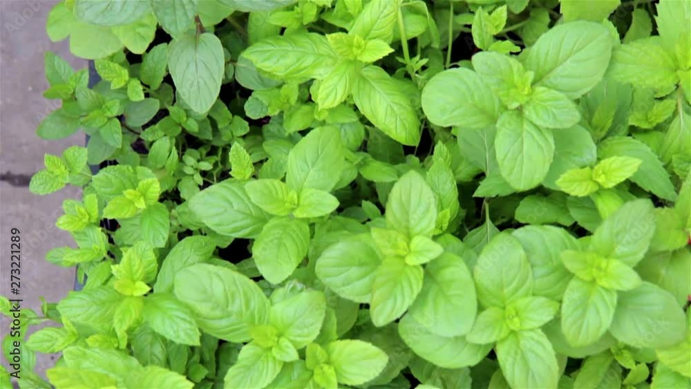 Fresh mint in pots is on the farm market Fresh mint in pots is on the farm market