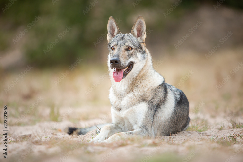 Tschechoslowakischer Wolfshund in der Natur Tschechoslowakischer Wolfshund in der Natur