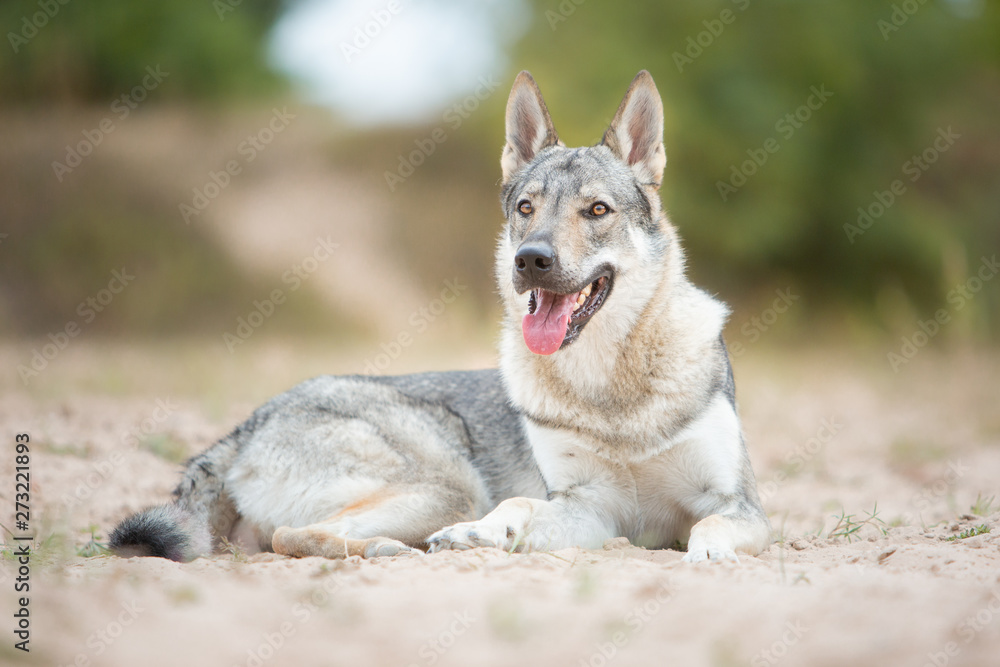 Tschechoslowakischer Wolfshund in der Natur Tschechoslowakischer Wolfshund in der Natur