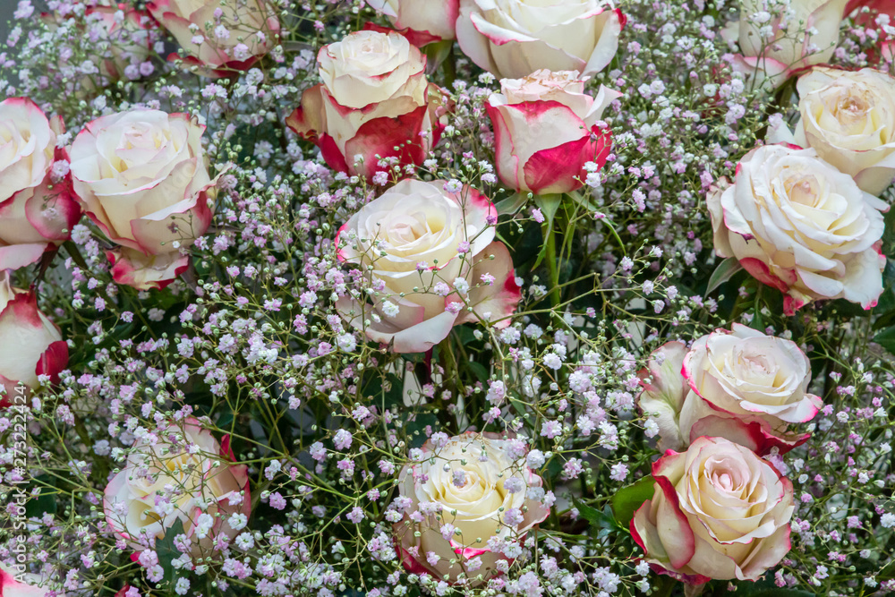 Strauß mit weiß roten Rosen und Schleierkraut Stock Photo | Adobe Stock