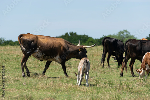 Fototapeta Naklejka Na Ścianę i Meble -  Brown and White Cow with Long Horns Walking by Calf