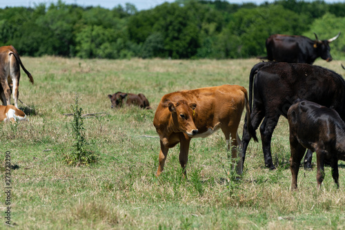 Young Brown Calf with Cattle Looking to the Side