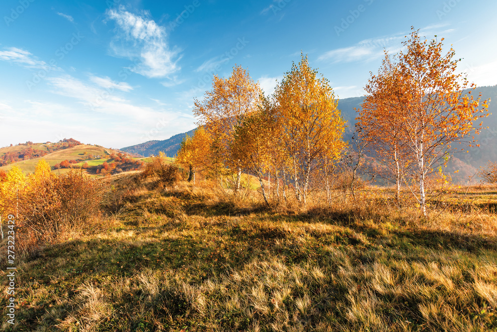 birch trees on the meadow in mountains. beautiful autumn landscape. trees in lush orange foliage. village on the distant hill. wonderful countryside scenery at sunrise. sunny weather