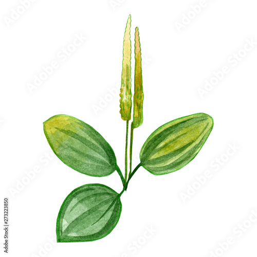 Botanical  watercolor drawing of plantain with yellow flowers and green leaves isolated on white background.Wildflower for texture, wrapper pattern, frame or border