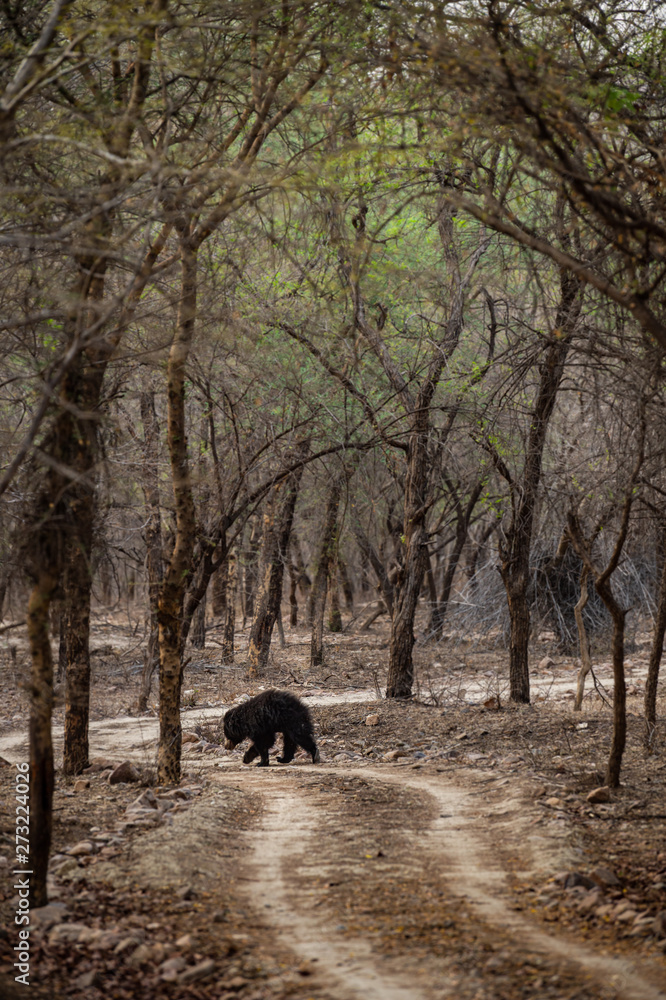 Naklejka premium Sloth bear or Melursus ursinus walking on the road Ranthambore National Park, Rajasthan, India, Asia. Big animal in forest habitat.