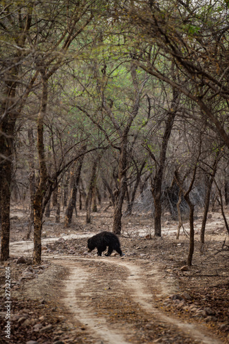 Sloth bear or Melursus ursinus walking on the road Ranthambore National Park, Rajasthan, India, Asia. Big animal in forest habitat. © Sourabh