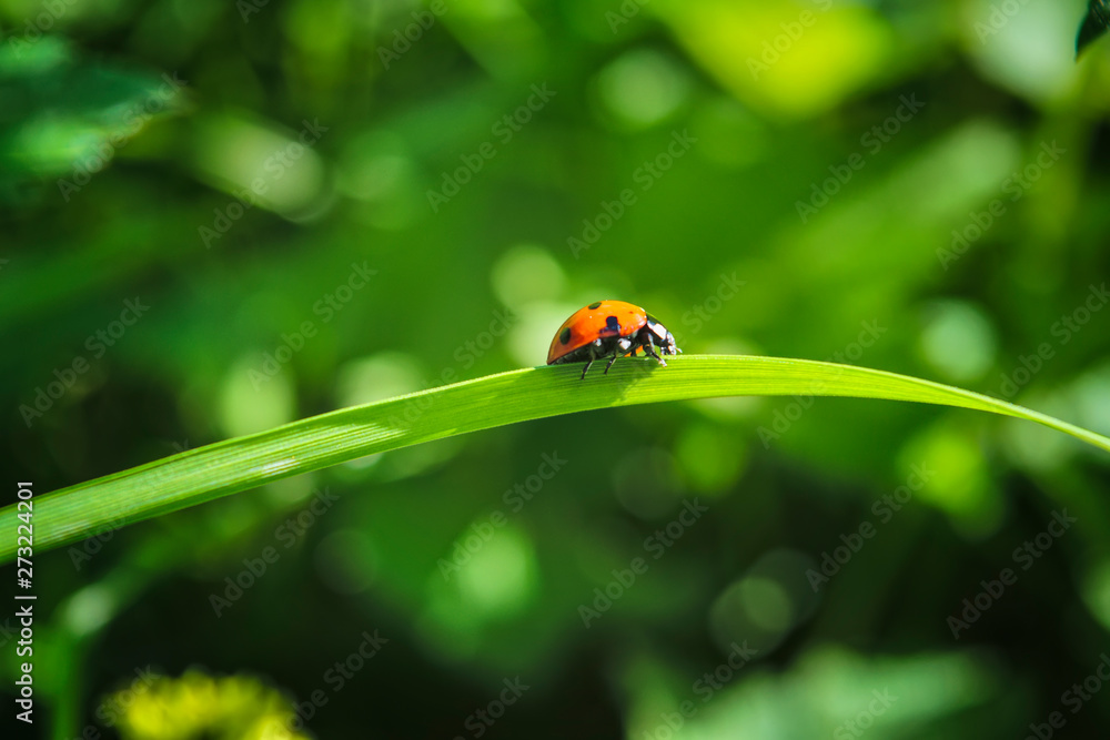 Ladybird sitting on a blade of grass on a blurred green background. Ladybird sitting on a blade of grass on a blurred green background.