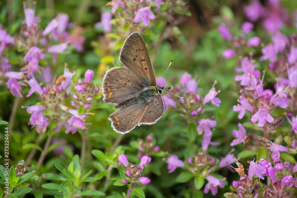 Orange butterfly pollinates flowers on a sunny day. Insects Orange butterfly pollinates flowers on a sunny day. Insects