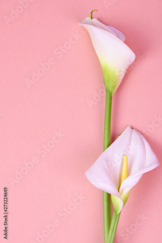 Fototapeta Naklejka Na Ścianę i Meble -  Beautiful pink background with white callas. Delicate flowers