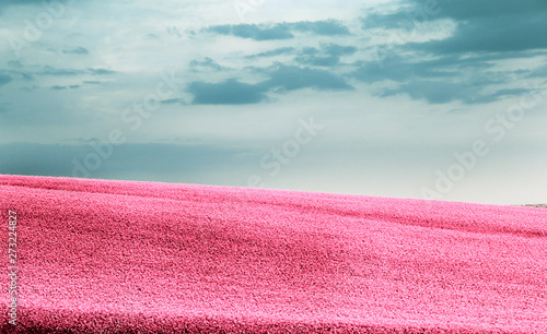 Pink flowers field