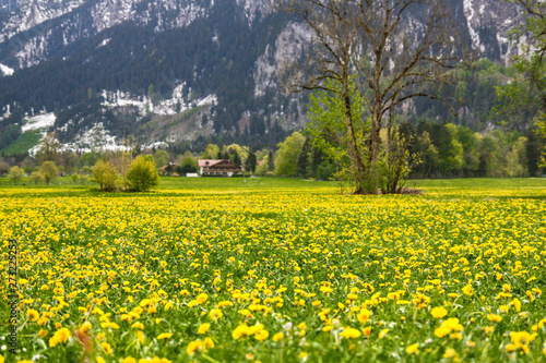 Bavarian field of yellow flowers / dandelion field on mountain background, blurred background