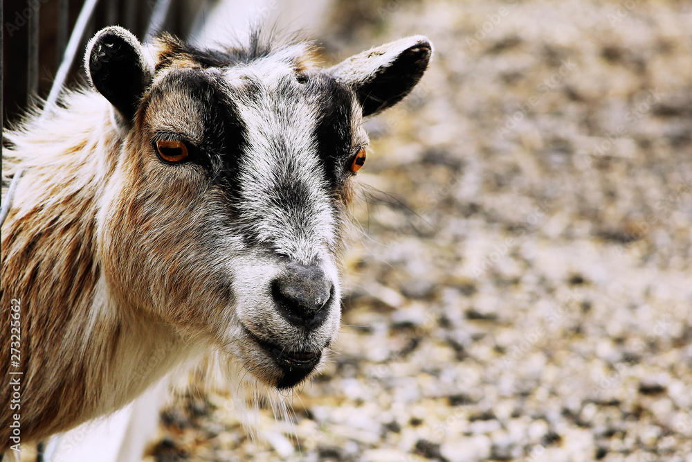 Obraz premium farm animal