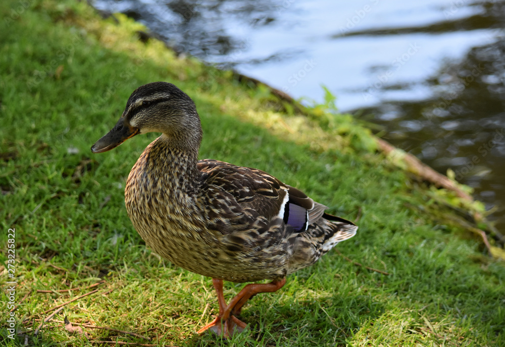 Proud Mallard Proud Mallard