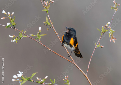 American Redstart photo