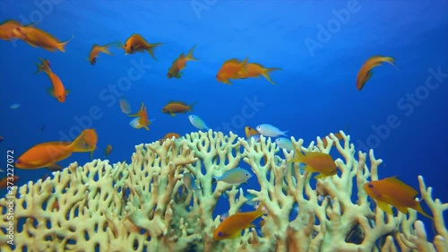 Underwater Orange Blue-Green Fish and Fire Corals. Underwater fish reef blue-green chromis (Chromis viridis) and fire corals. Tropical colorful underwater seascape. Underwater reef. Reef coral scene.  photo