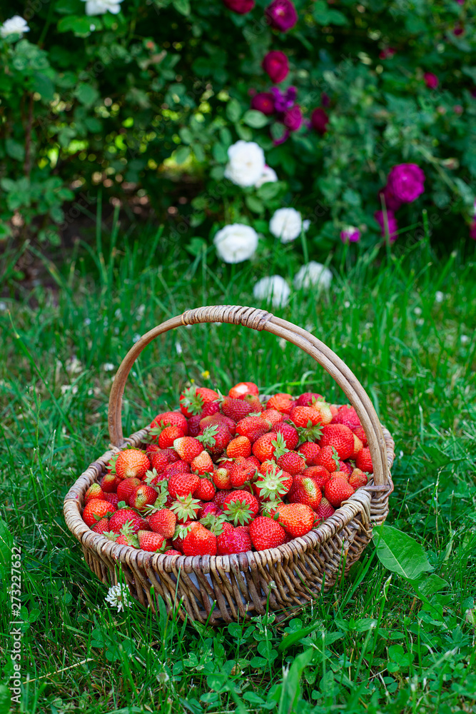 basket full of strawberries in a beautiful garden