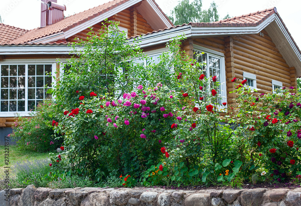 growing beautiful rose bushes in a garden growing beautiful rose bushes in a garden