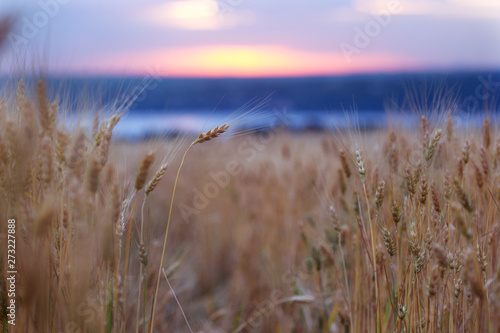 sunrise over the wheat field