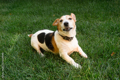 dog Jack Russell Terrier on the green lawn