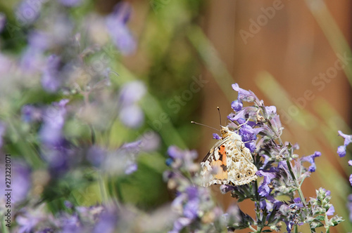 Rusałka osetnik Vanessa cardui photo