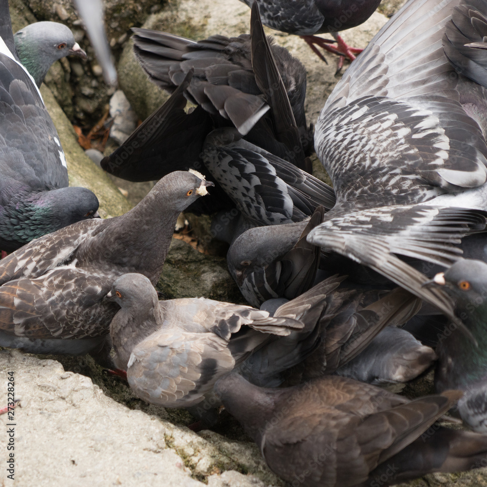 Fototapeta premium Tauben auf der Jagd nach Futter