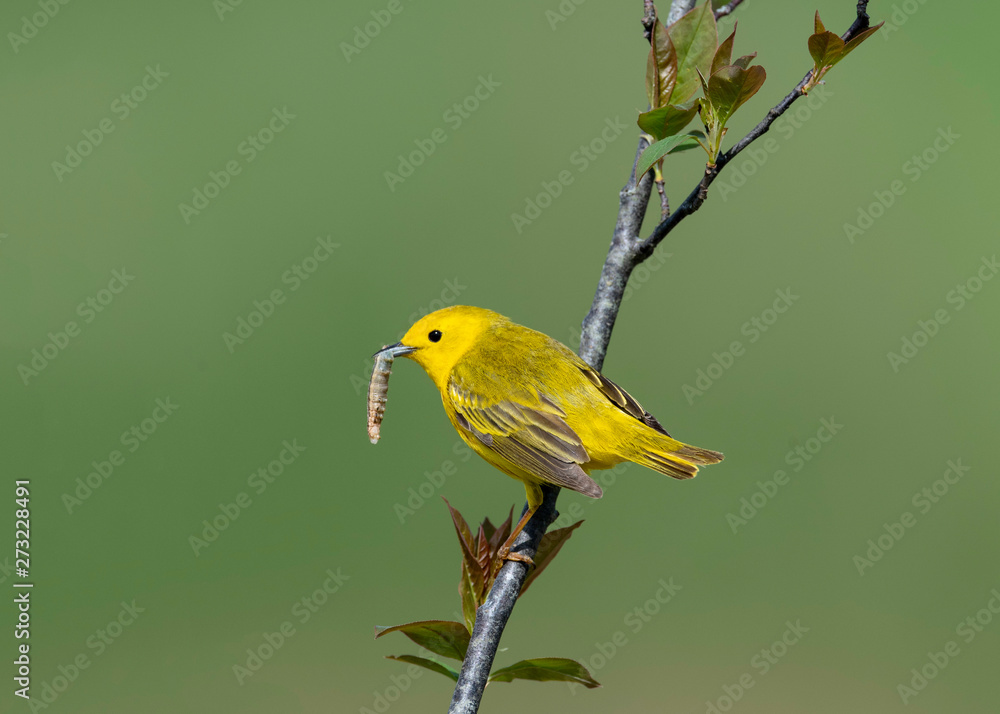 Yellow Warbler Yellow Warbler