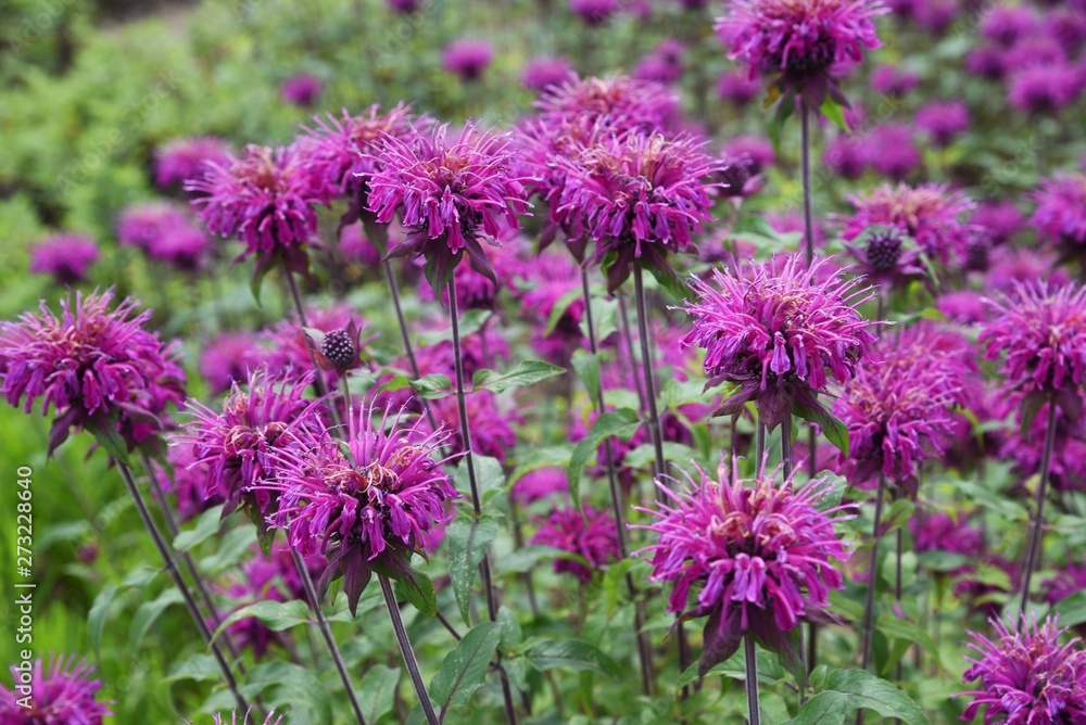 Monarda is a flower that brighty and powerflly colors the flower bed in summer, and a refreshing fragrance. Monarda is a flower that brighty and powerflly colors the flower bed in summer, and a refreshing fragrance.