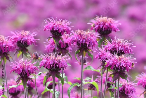Monarda is a flower that brighty and powerflly colors the flower bed in summer, and a refreshing fragrance. photo