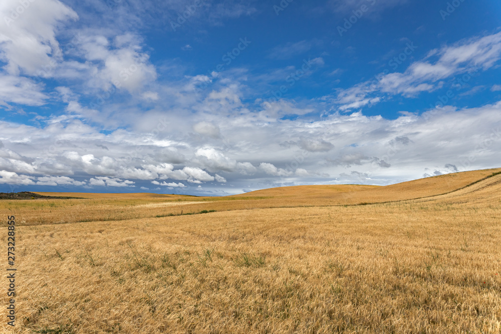 un grand champs de blé jaune sous un ciel bleu