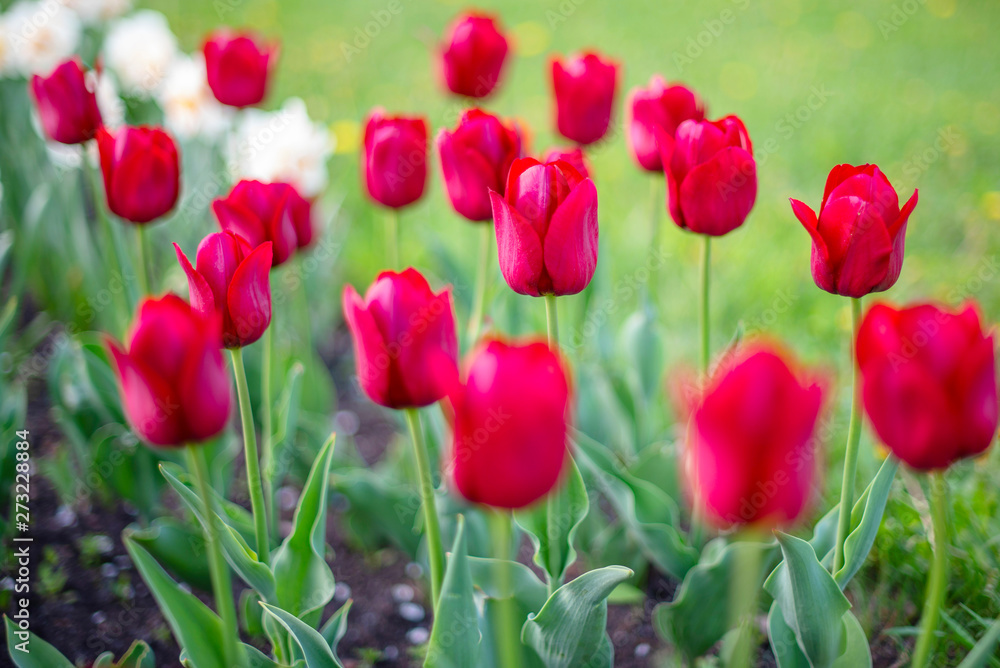 red tulips in the garden red tulips in the garden
